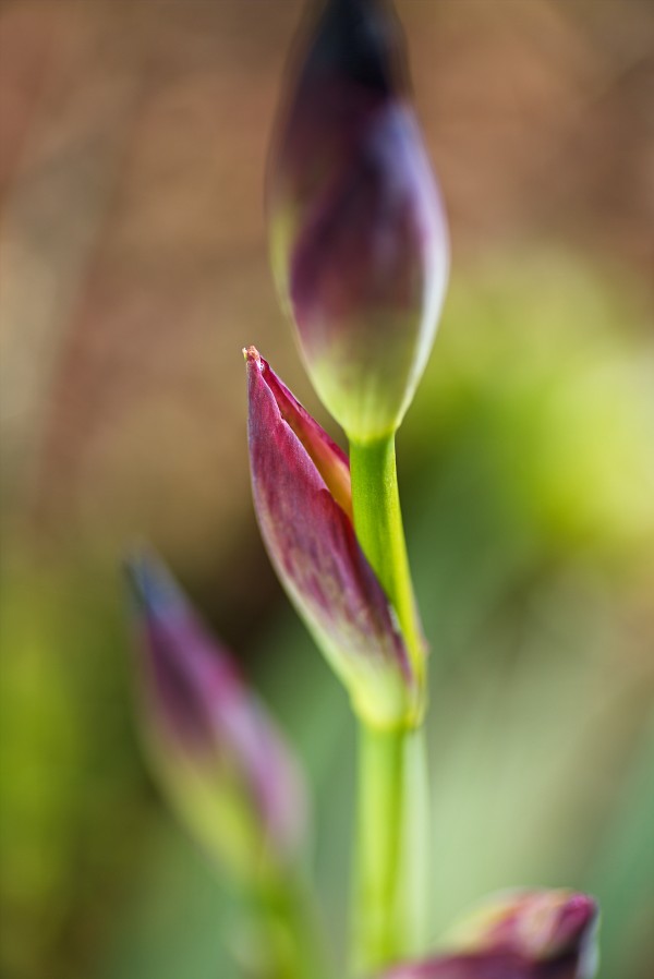 Iris Leaf Purple Buds by Joy Watson